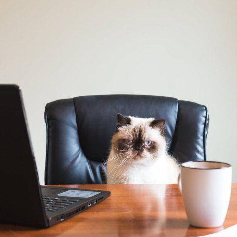 Executive Deri Ofis Koltuğu
